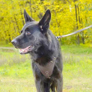 Шлейка из коричневой кожи для немецкой овчарки «Working Dog»